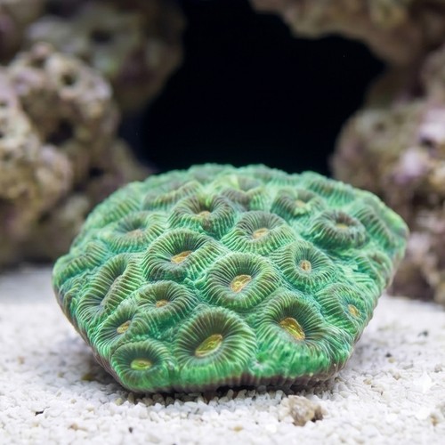 Montastrea - Indo Pacific