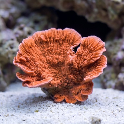Montipora Capricornus Coral Cultured: Super