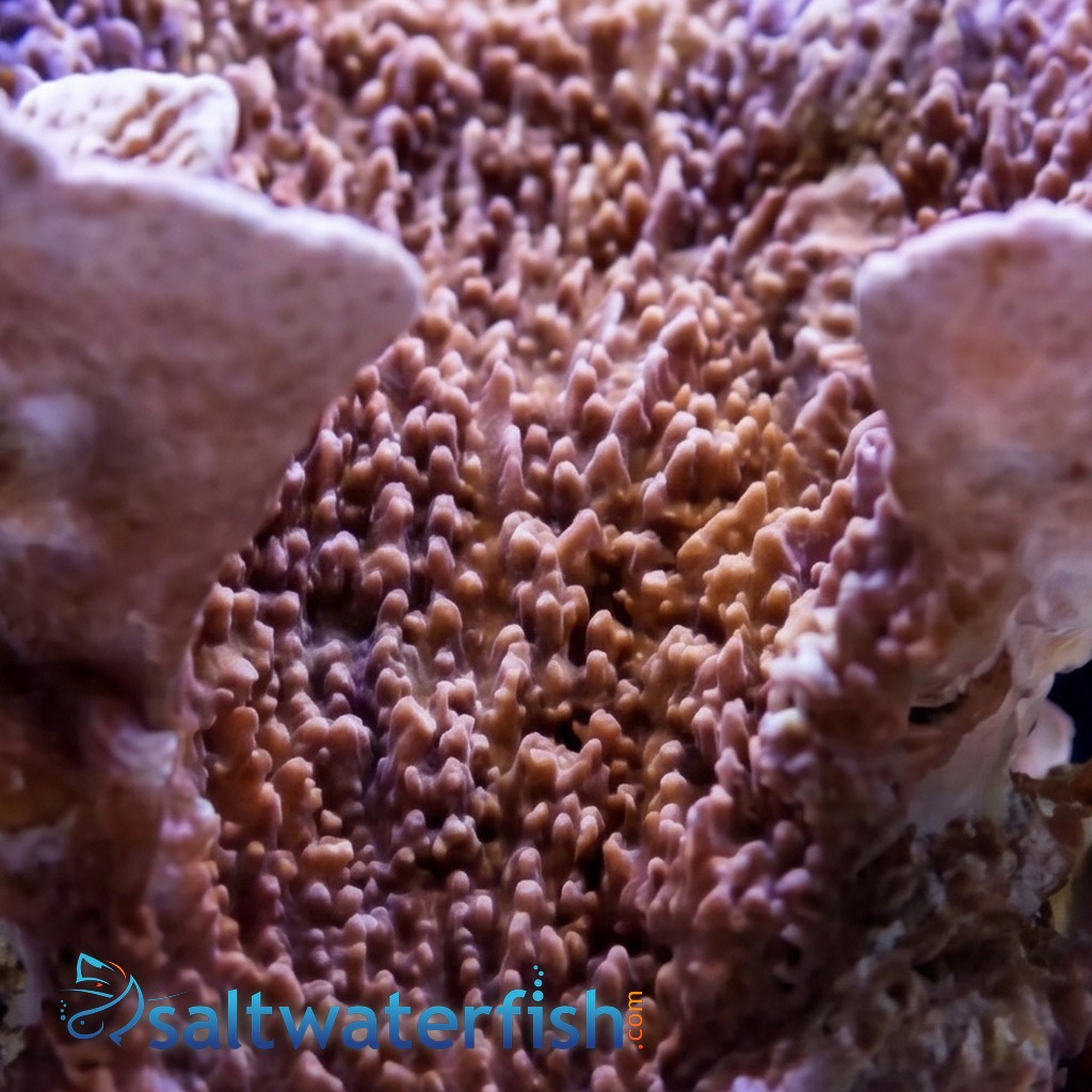 Aquacultured Montipora Capricornis - Red