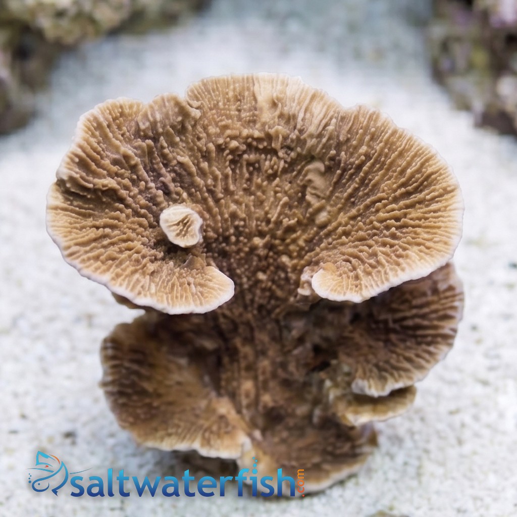 Aquacultured Montipora Capricornis - Red