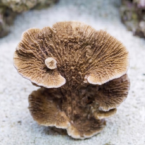 Aquacultured Montipora Capricornis - Red