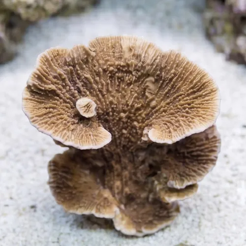 Aquacultured Montipora Capricornis - Red