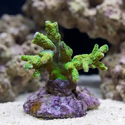 Green Digitata Montipora