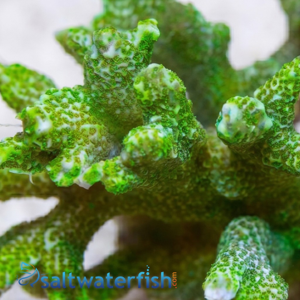 Montipora Branching: Green