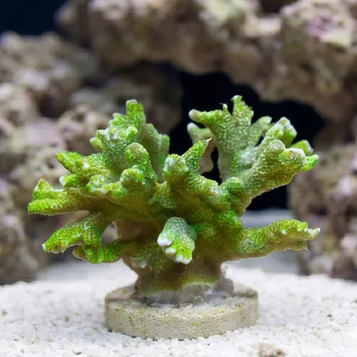 Montipora Branching: Green