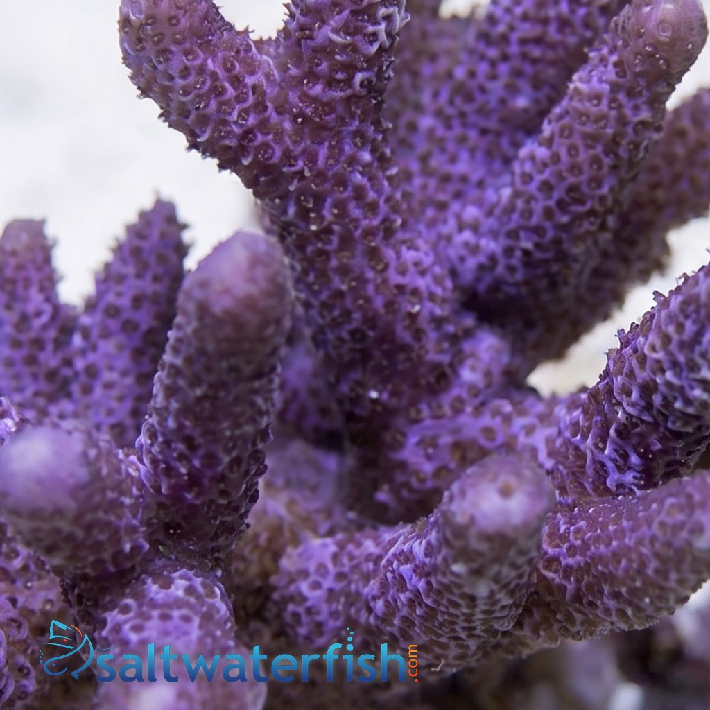 Blue/Purple Digitata Montipora  