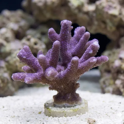 Blue/Purple Digitata Montipora