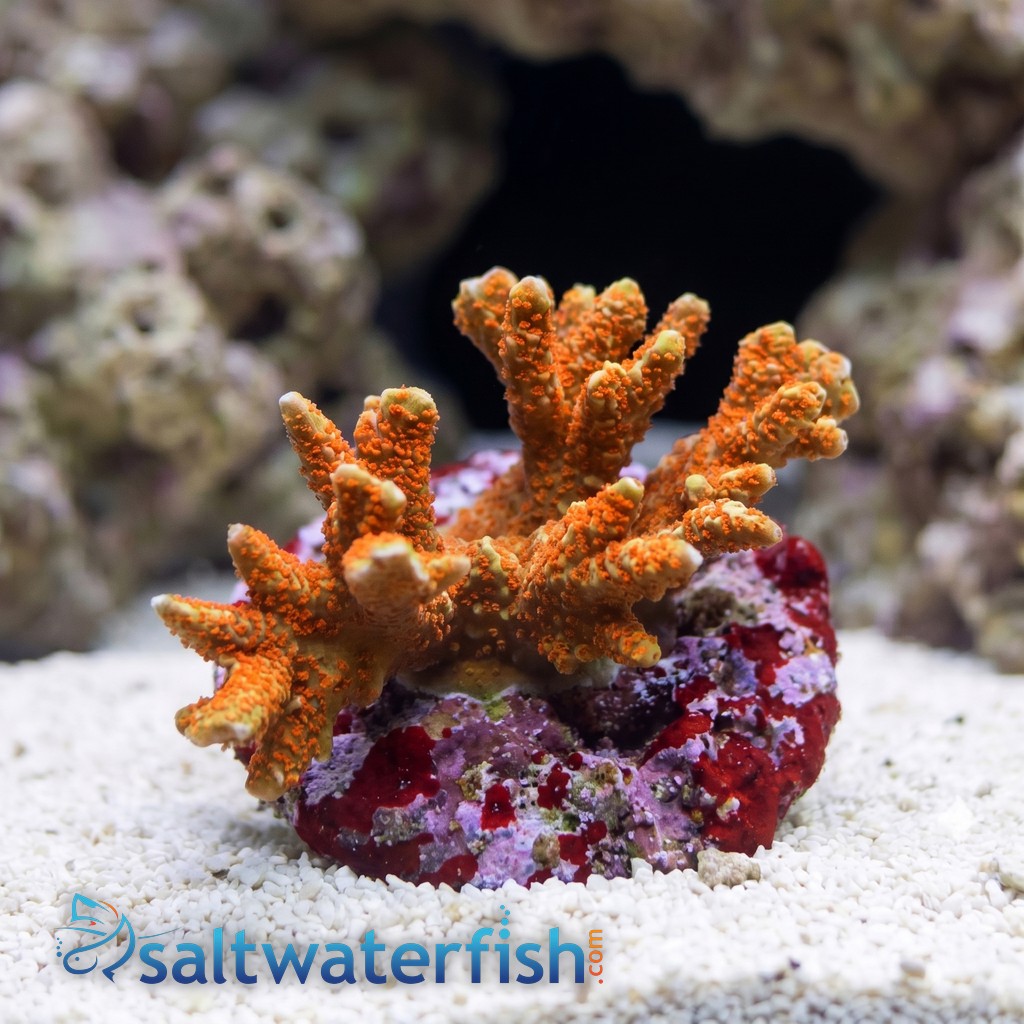 Green w/ Red Polyps Digitata Montipora "Forest Fire" - Aquacultured
