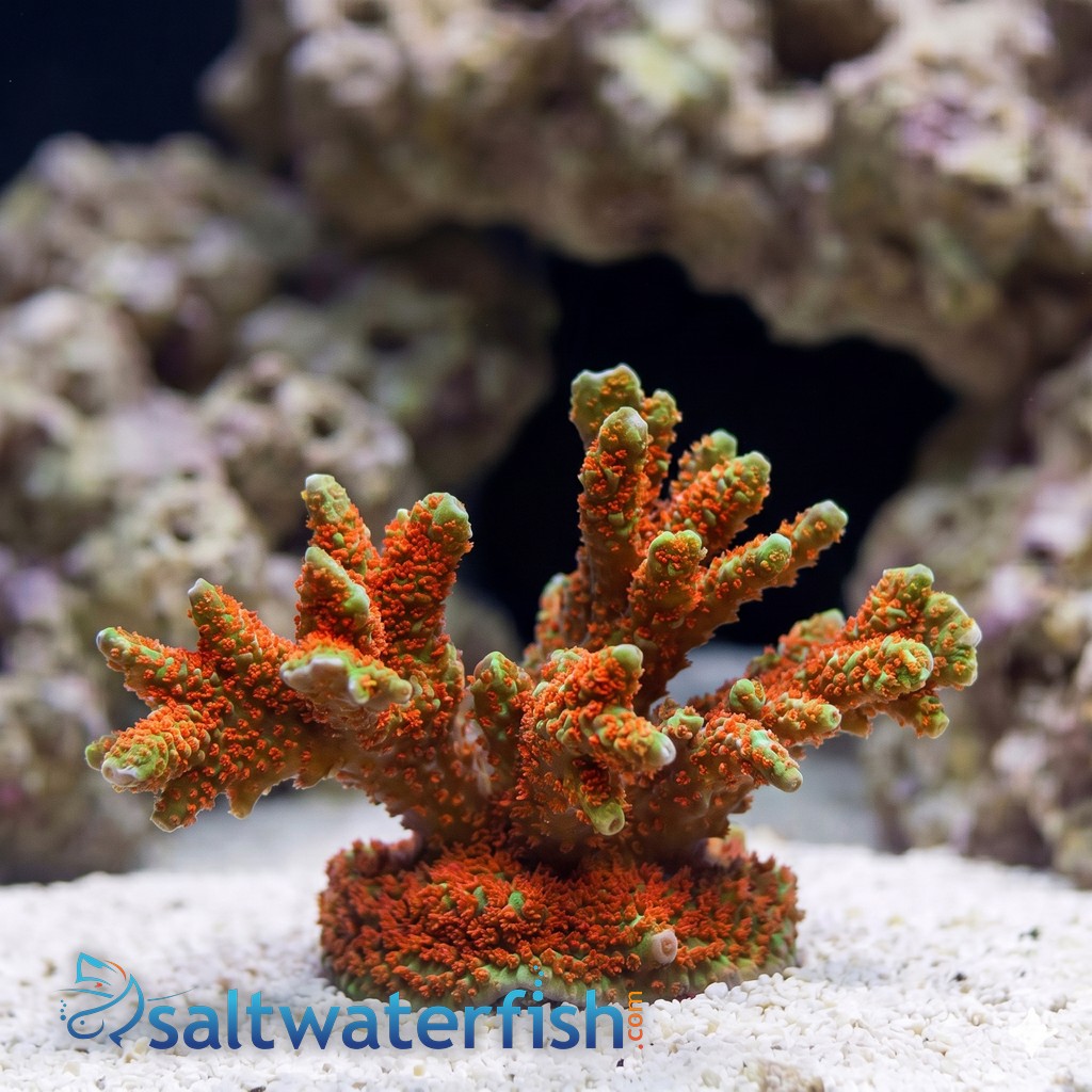Green w/ Red Polyps Digitata Montipora "Forest Fire" - Aquacultured