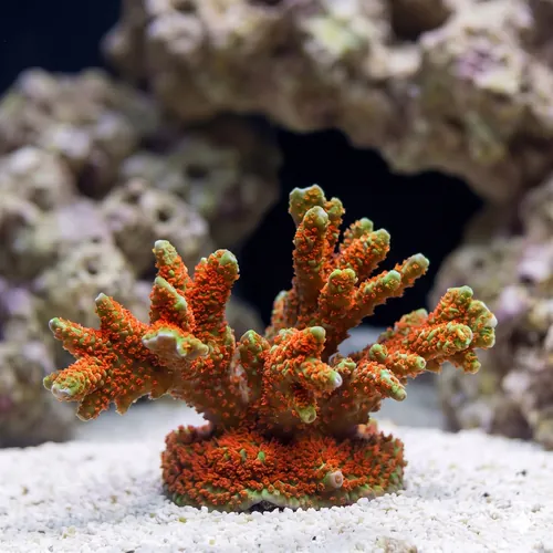 Green w/ Red Polyps Digitata Montipora "Forest Fire" - Aquacultured
