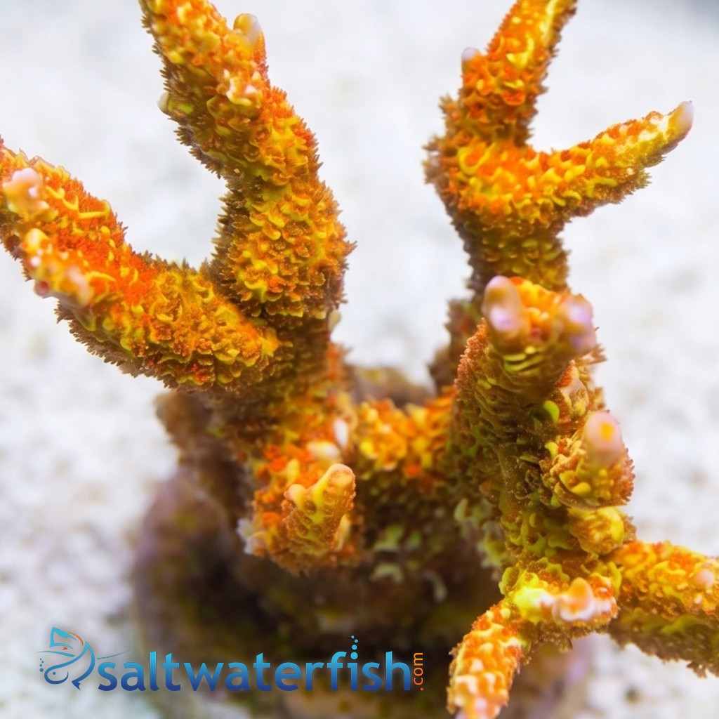 Orange Digitata Montipora - Indo Pacific