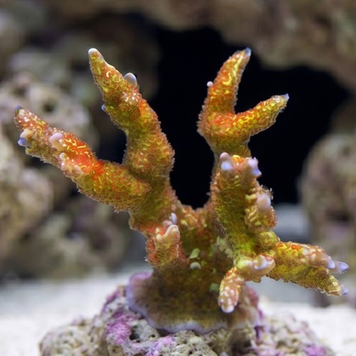 Orange Digitata Montipora - Indo Pacific