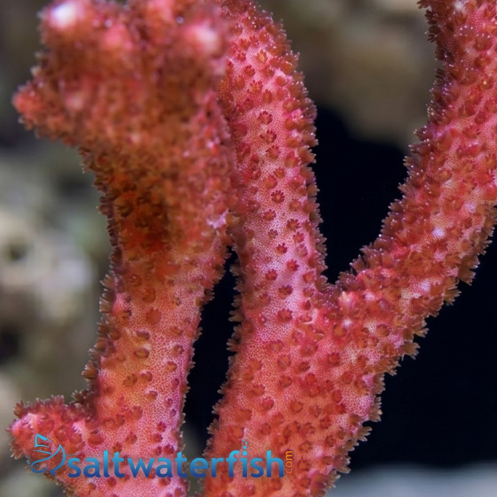 Montipora Branching: German Blue - Aquacultured