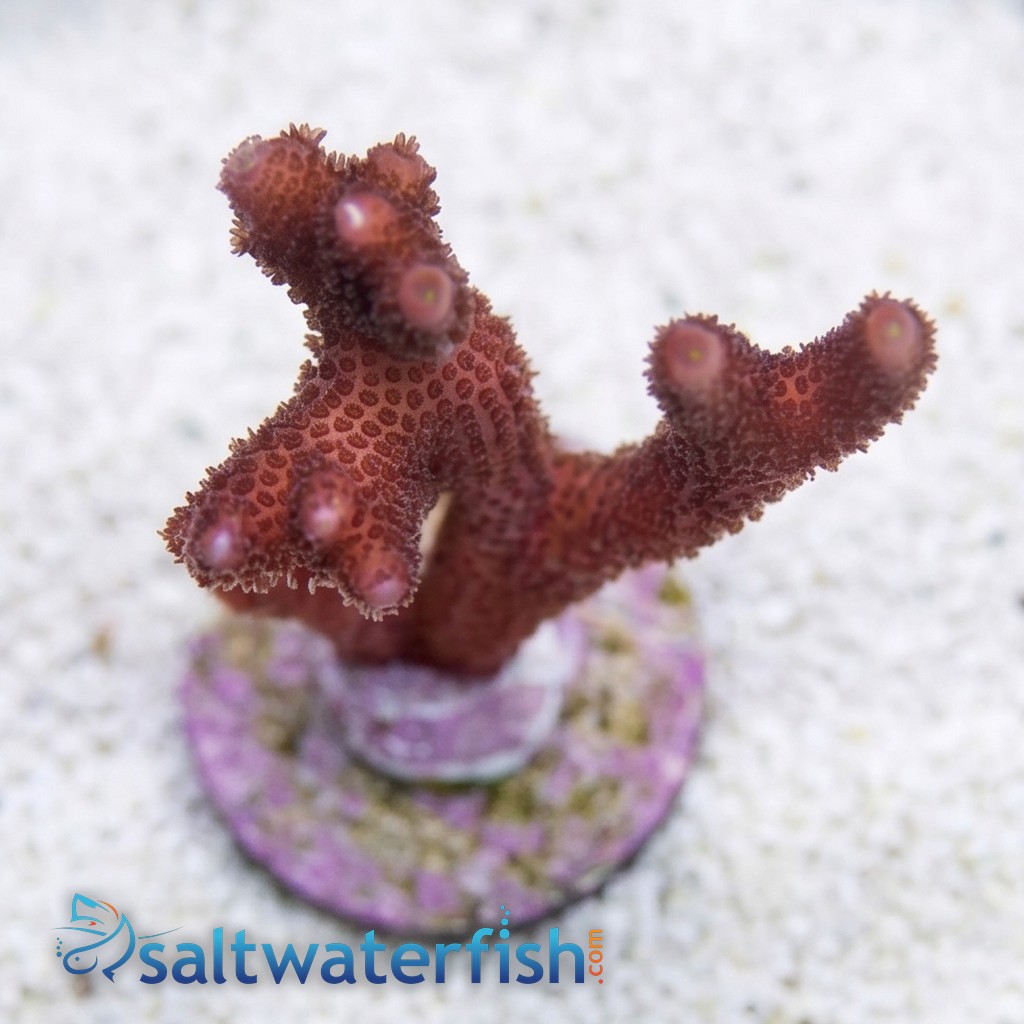 Montipora Branching: German Blue - Aquacultured