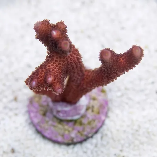 Montipora Branching: German Blue - Aquacultured