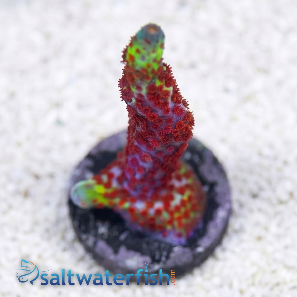 Montipora Branching: Bubblegum - Aquacultured