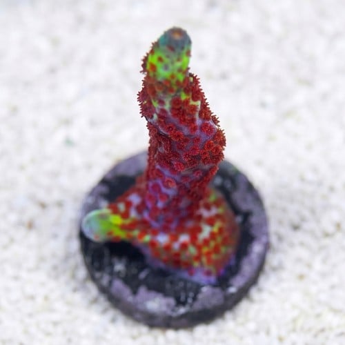 Montipora Branching: Bubblegum - Aquacultured