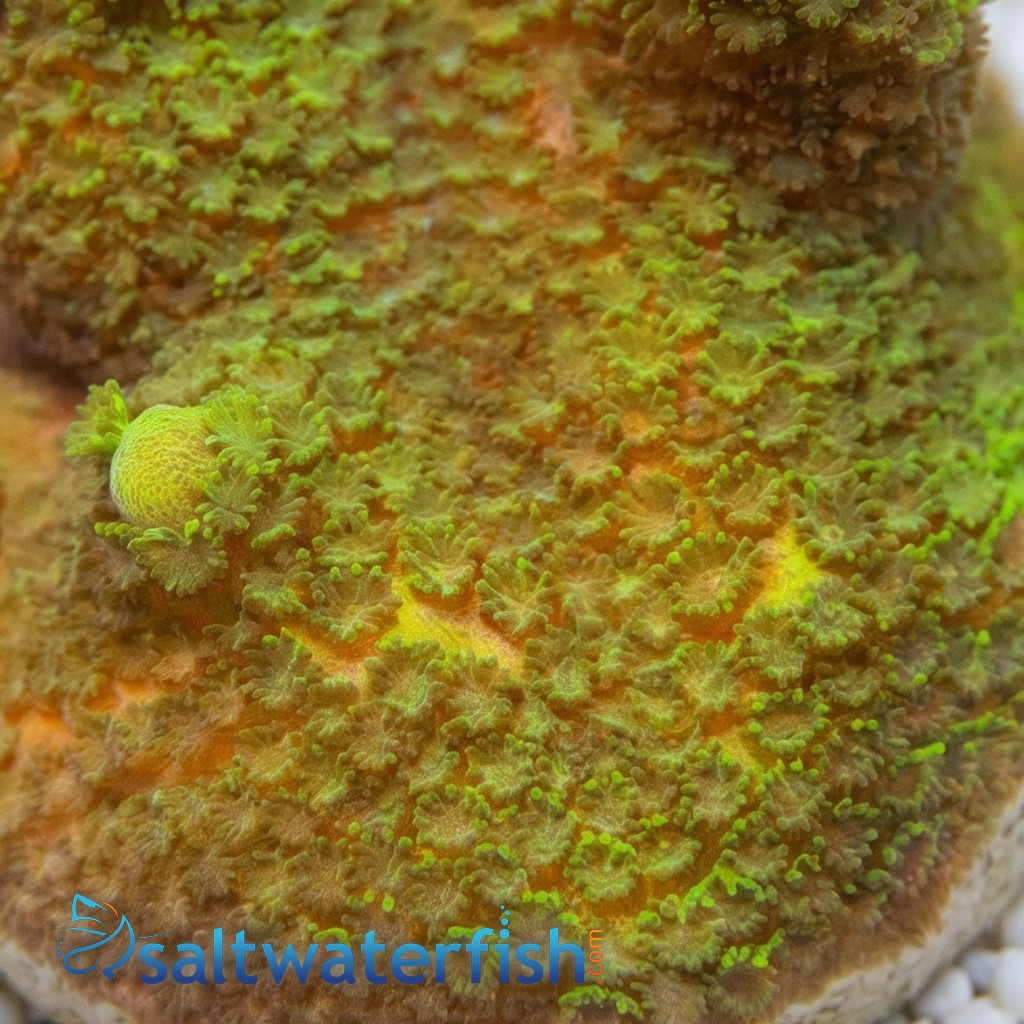 Montipora Digitata Branching: Green - Aquacultured