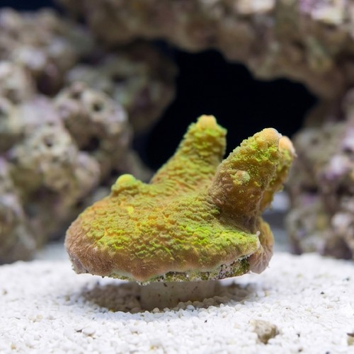 Montipora Digitata Branching: Green - Aquacultured