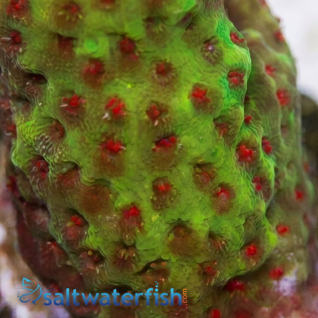 Montipora Branching: Superman - Aquacultured