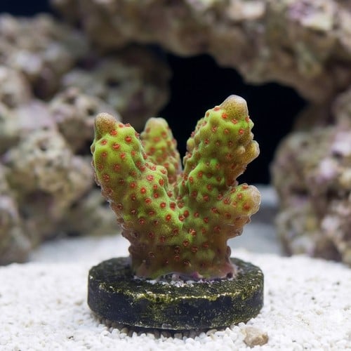 Montipora Branching: Superman - Aquacultured