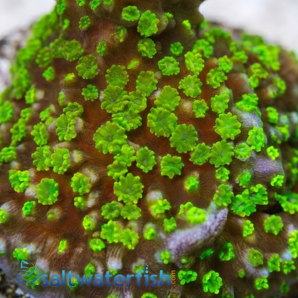 Montipora Digitata Branching: Stellata - Aquacultured