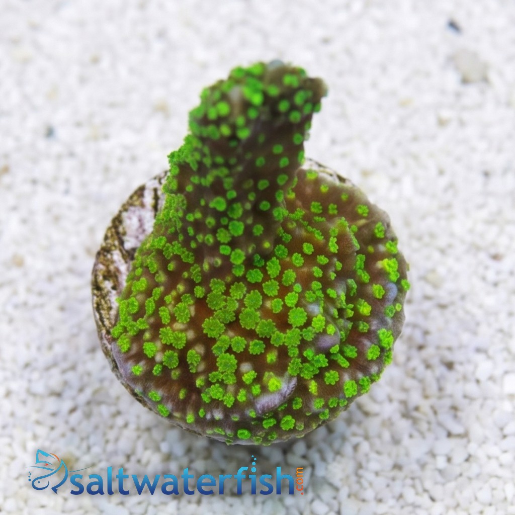 Montipora Digitata Branching: Stellata - Aquacultured