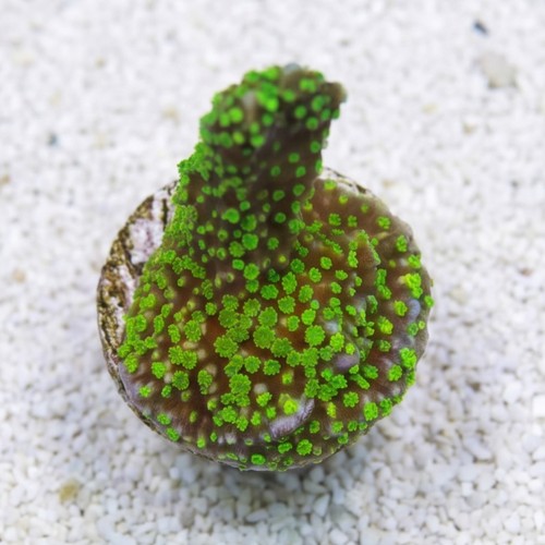 Montipora Digitata Branching: Stellata - Aquacultured