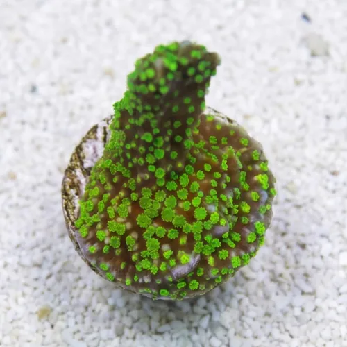 Montipora Digitata Branching: Stellata - Aquacultured