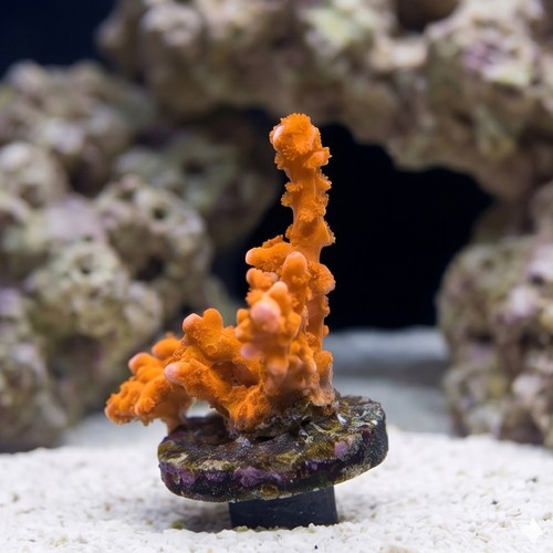 Montipora Digitata Branching: Firestarter - Aquacultured