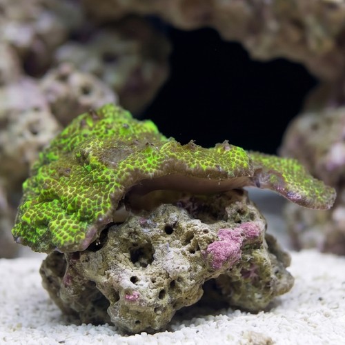 Montipora Coral: Green