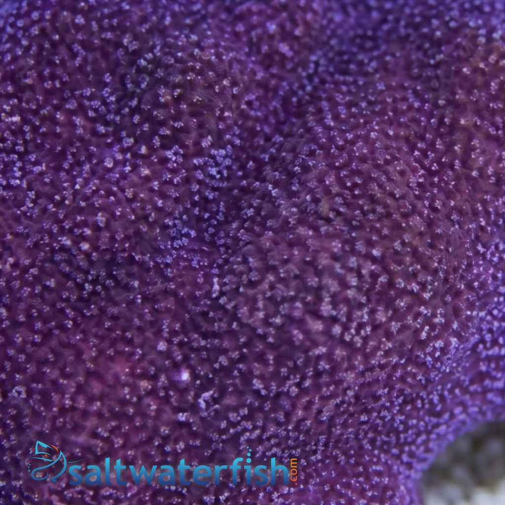 Montipora Coral: Purple - Central Pacific