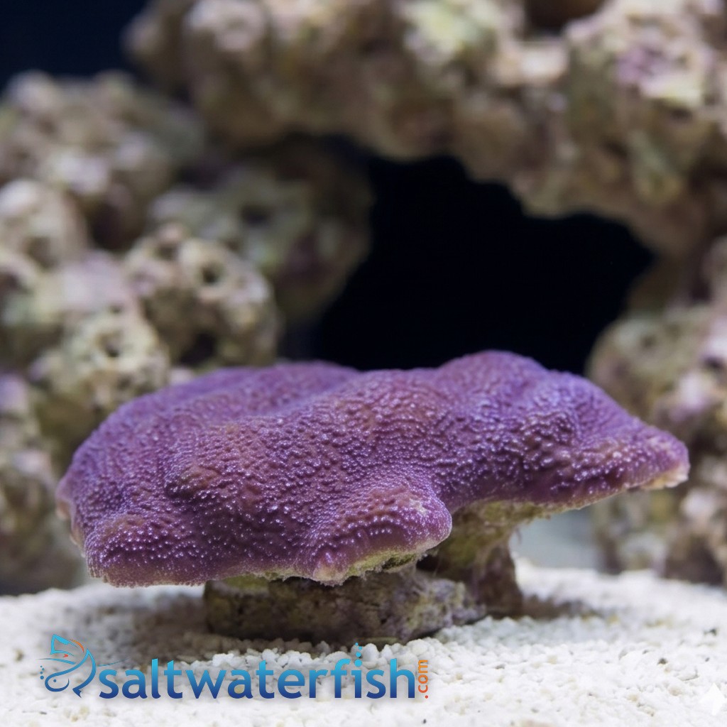 Montipora Coral: Purple - Central Pacific