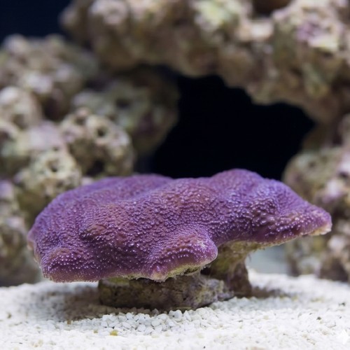 Montipora Coral: Purple - Central Pacific