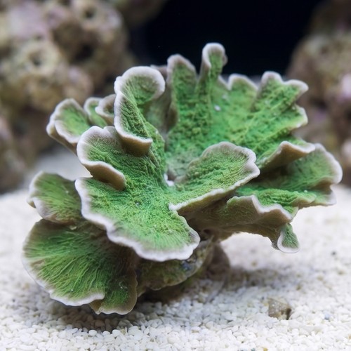 Montipora Coral: Green Plating - Central Pacific