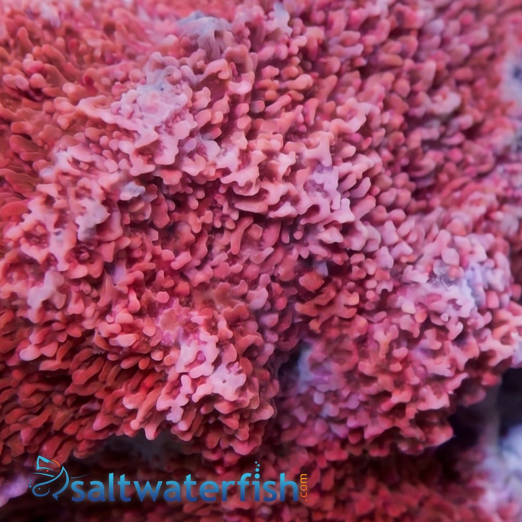 Montipora Coral: Orange Plating - Australia
