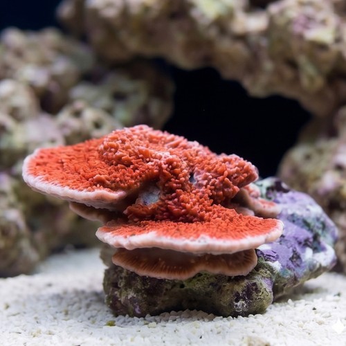Montipora Coral: Orange Plating - Australia