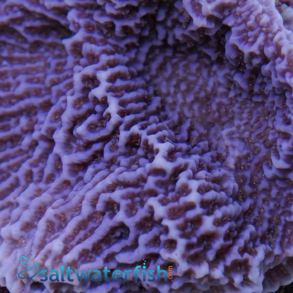 Montipora Coral: Purple Plating - Australia