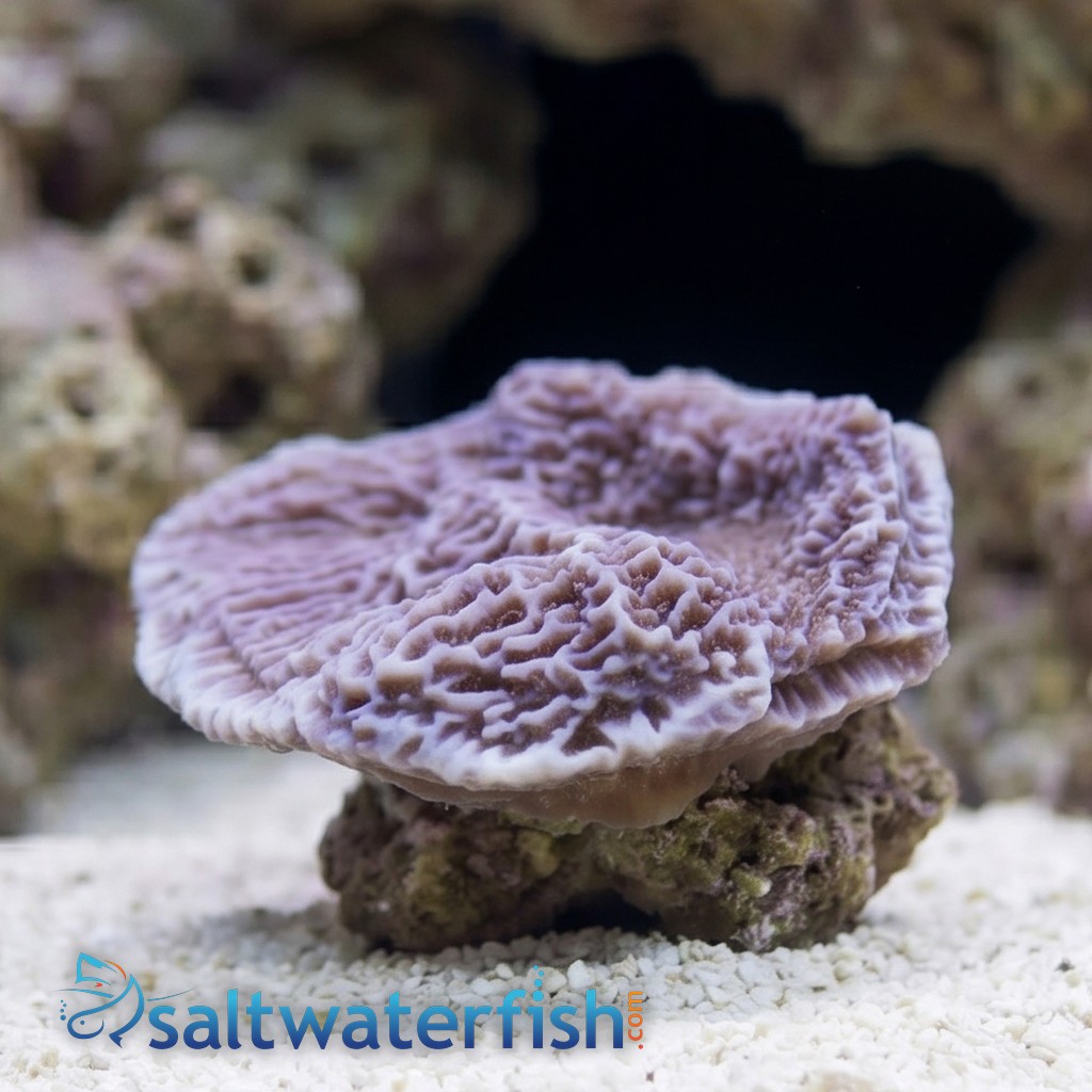 Montipora Coral: Purple Plating - Australia