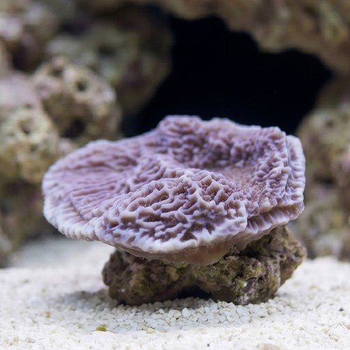 Montipora Coral: Purple Plating - Australia