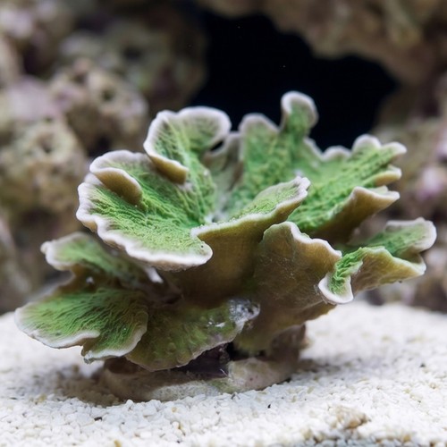 Montipora Coral: Green Plating - Aquacultured