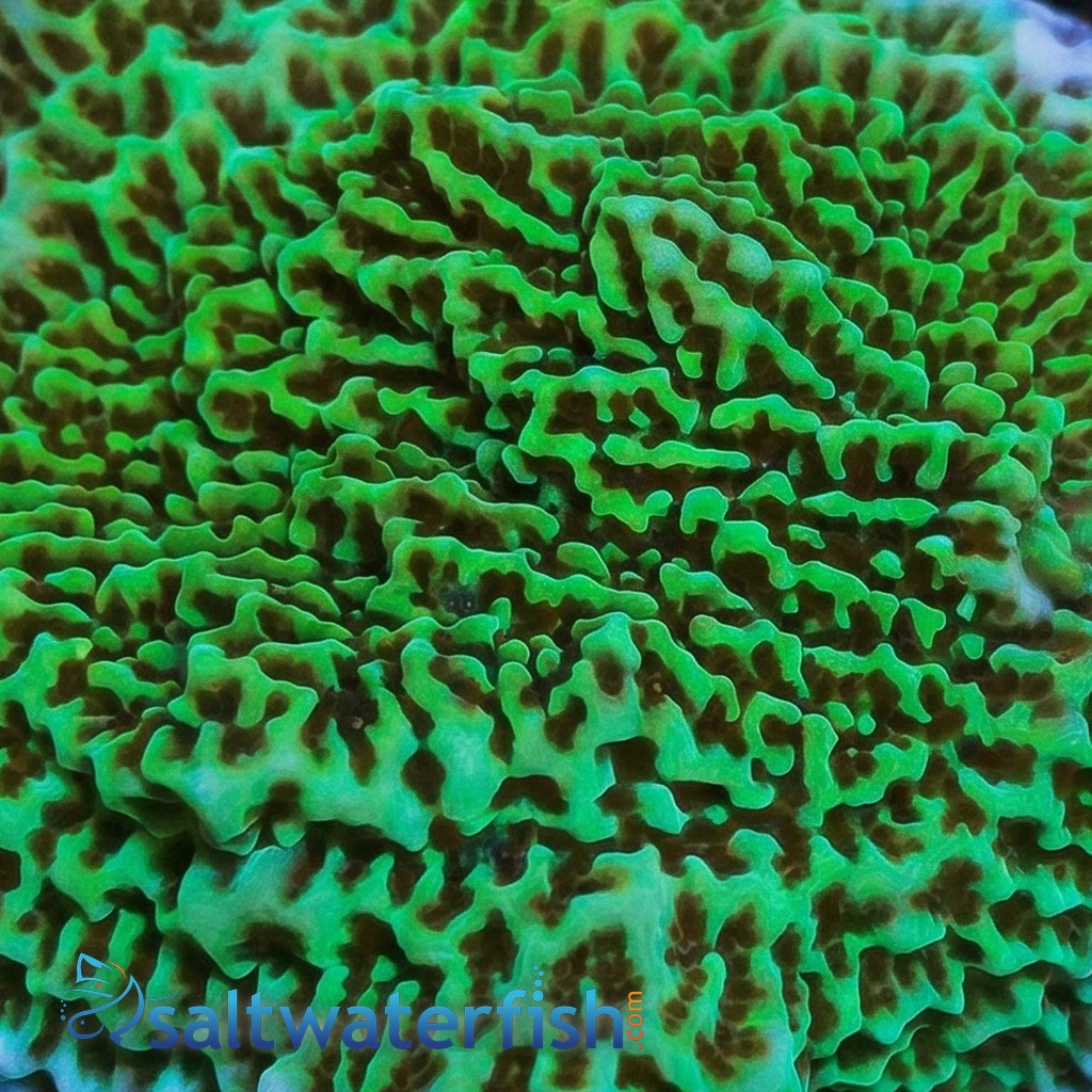 Montipora Coral: Purple Rim Plating - Aquacultured
