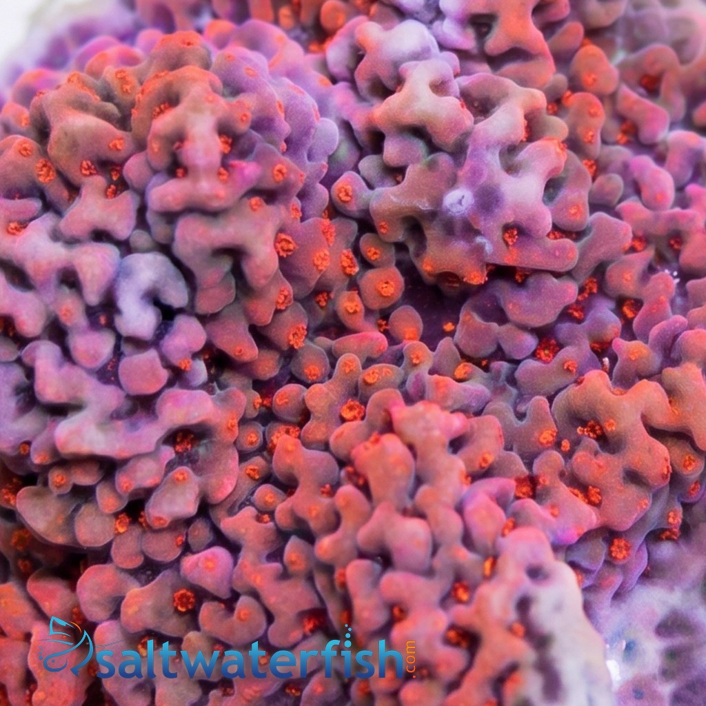 Montipora Coral: Undata Orange/Red - Aquacultured