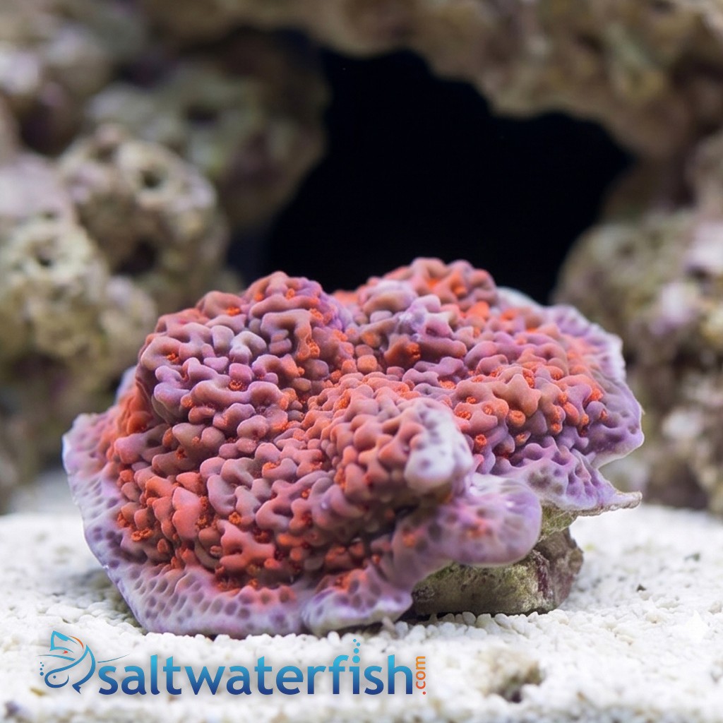 Montipora Coral: Undata Orange/Red - Aquacultured
