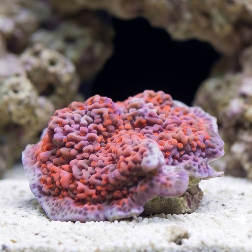 Montipora Coral: Undata Orange/Red - Aquacultured