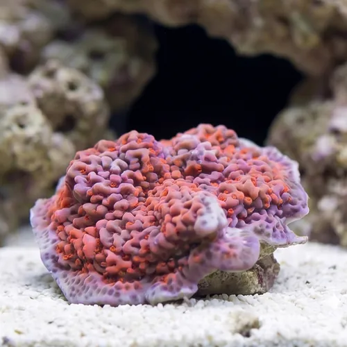 Montipora Coral: Undata Orange/Red - Aquacultured