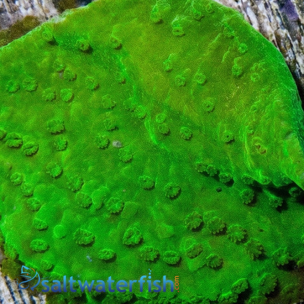 Montipora Coral Frag: Green - Australia