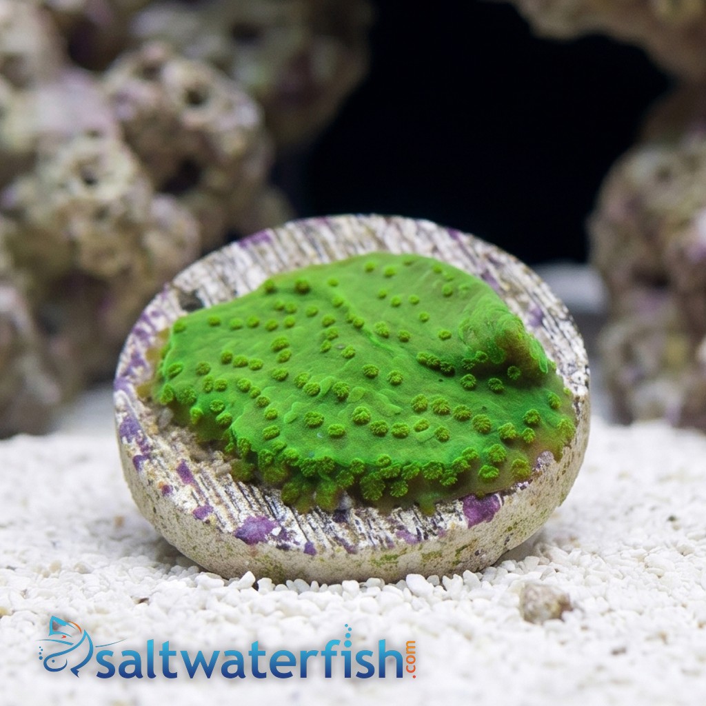 Montipora Coral Frag: Green - Australia