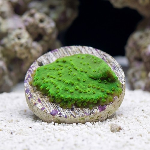 Montipora Coral Frag: Green - Australia