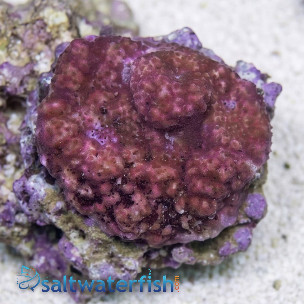 Montipora: Orange - Aquacultured